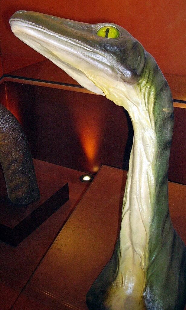 Cabeza y cuello de la escultura de Stenonychosaurus de Dale Russell y Ron Séguin, Museo de Historia Natural, Londres.
